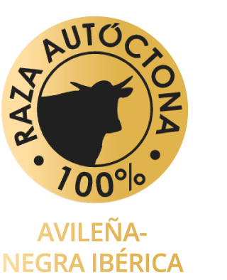 autentico-buey-de-raza-avilena autentico-buey-de-raza-avilena